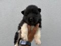 Amerikan Akita güzellikler 