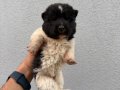 Amerikan Akita güzellikler 