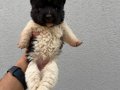 Amerikan Akita güzellikler 