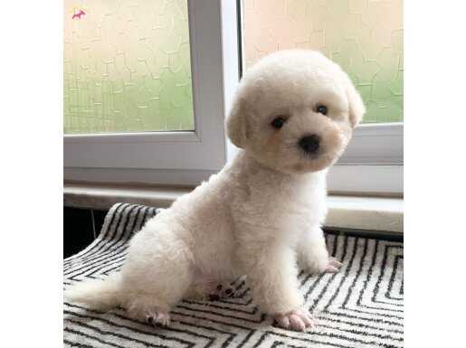 Orjinal bichon frise 