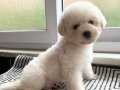 Orjinal bichon frise 
