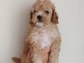 Çok yüksek kalite toy poodle yavrular 