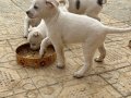 Beyaz Jack Russel Terrier yavruları