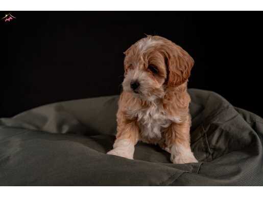 Maltipoo Yavrular 