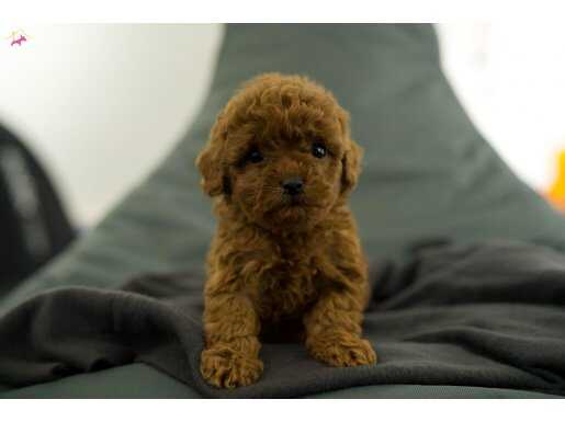 Toy Poodle Bebekler