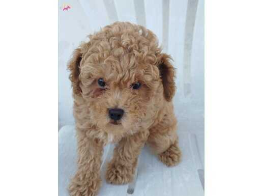Dişi Maltipoo Yavru