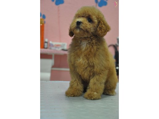 MALTİPOO BEBEKLER