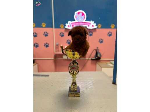 Teacup Dişi Toy Poodle