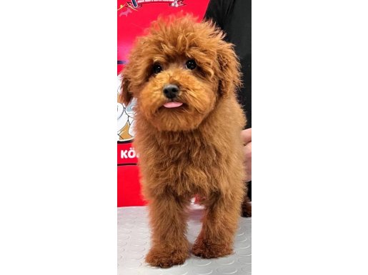 Ev Yapımı Sevgi Yumağı Red-Apricot Poodle ve Maltipoo Yavruları