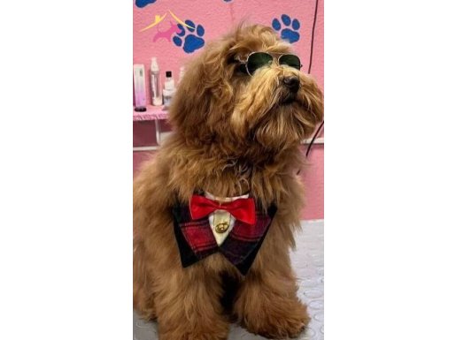 Ev Konforunda Sosyalleşmiş Karma Aşıları Tam Maltipoo Yavruları