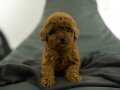 Toy Poodle Bebekler