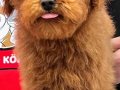 Ev Yapımı Sevgi Yumağı Red-Apricot Poodle ve Maltipoo Yavruları