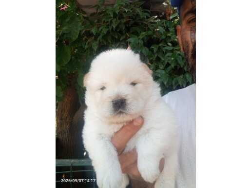 Chow chow bebeklerimiz 