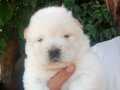 Chow chow bebeklerimiz 