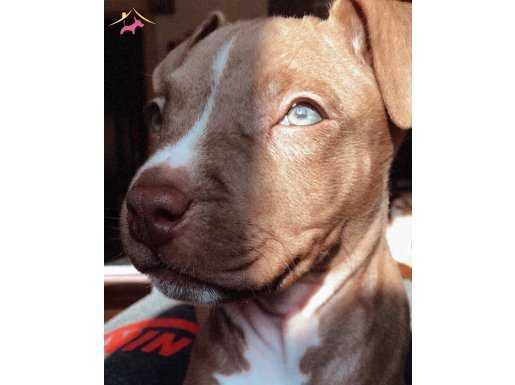 HERA KIZIM  PİTBULL REDNOSE 