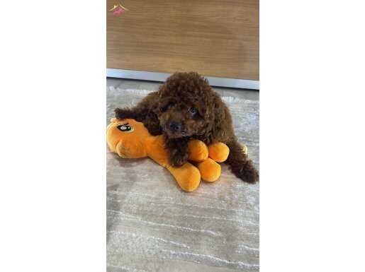 Irkının En Güzeli, En Güzel Renklisi oyun hamuru TOY Poddle!