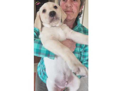 Şampanya Rengi Erkek Labrador Retriever Yavrusu