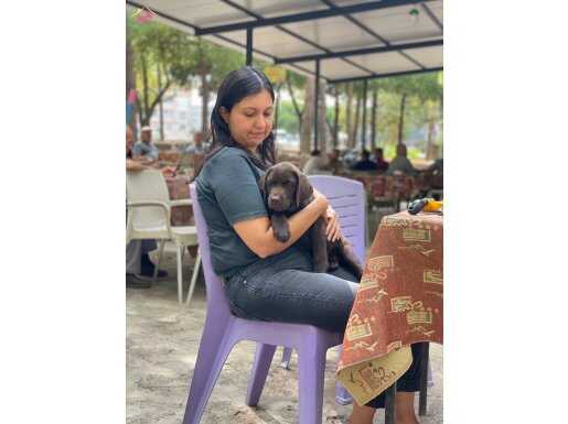 FCI &KIF şecereli yurtdışı köpeklerin yavruları