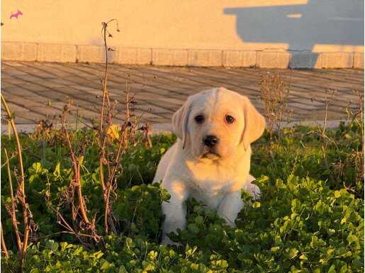 FCI soyağacına sahip Labrador yavrularımız