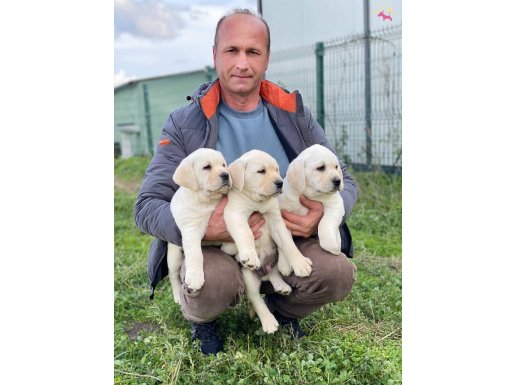 Şecereli GRANT ŞAMPİYON yavruları