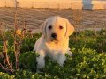 FCI soyağacına sahip Labrador yavrularımız