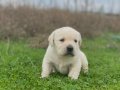 Fcı KIF kayırlı şampanya rengi Labrador yavrular