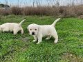 Fcı KIF kayırlı şampanya rengi Labrador yavrular
