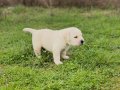 Fcı KIF kayırlı şampanya rengi Labrador yavrular