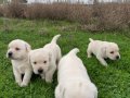 Fcı KIF kayırlı şampanya rengi Labrador yavrular