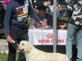 Fcı KIF kayırlı şampanya rengi Labrador yavrular