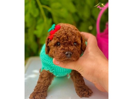 ÜST KALİTE TOY POODLE BEBEKLER