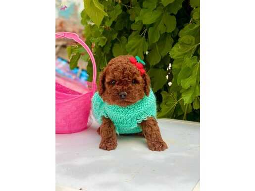 Kore toy poodle