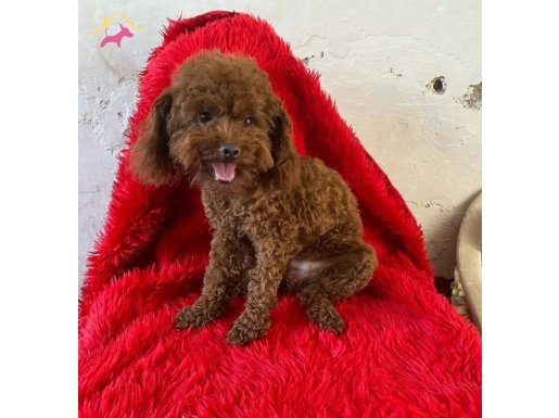 YETİŞKİN DİŞİ POODLE