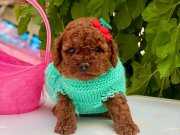 Kore toy poodle