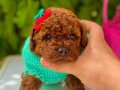 ÜST KALİTE TOY POODLE BEBEKLER