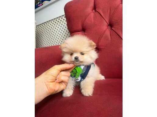 2 Aylık Dişi Pomeranian Yavrular