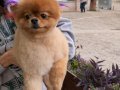 9 Aylık Dişi Pomeranian