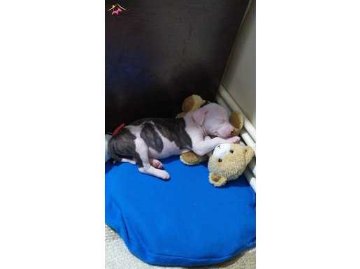 45 GÜNLÜK AMSTAFF YAVRUSU