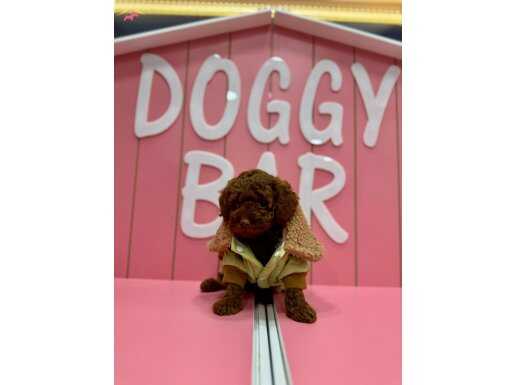 RED TOY POODLE YAVRULAR