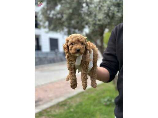 A KALİTE IRK GARANTİLİ POODLE YAVRULARIMIZ