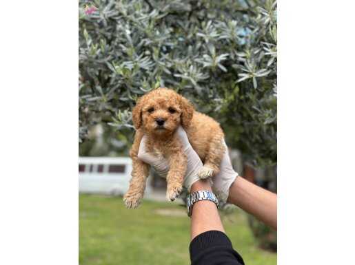 Tüy yumağı toy poodle yavrularımız