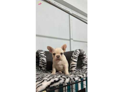 A KALİTE FRENCH BULDOG YAVRULARIMIZ