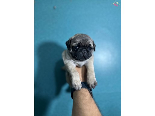 PUG MOPS A KALİTE IRK GARANTİLİ YAVRULARIMIZ