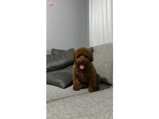 TOY POODLE YAVRULARIMIZ IRK VE SAĞLIK TESTİ GARANTİLİ
