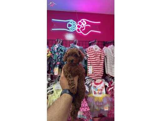 TÜY YUMAĞI POODLE YAVRULARIMIZ ÖMÜRLÜK AİLESİNİ ARIYOR