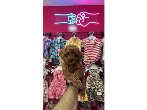 KIVIR KIVIR TÜY YUMAĞI POODLE YAVRULARIMIZ