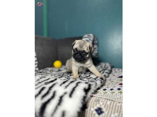 PUG MOPS YAVRULAR SIFIR BURUN GÜL KUYRUK