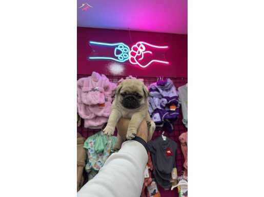 IRK GARANTİLİ PUG MOPS YAVRULARIMIZ