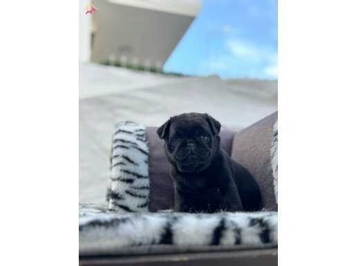 SIFIR BURUN GÜL KUYRUK PUG MOPS YAVRULARIMIZ 
