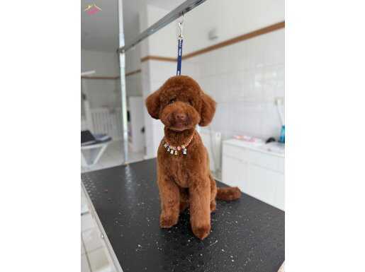 TÜY YUMAĞI KIVIR KIVIR POODLE